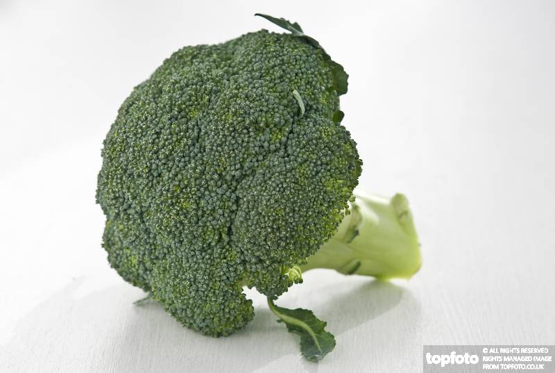 Head of broccoli on white