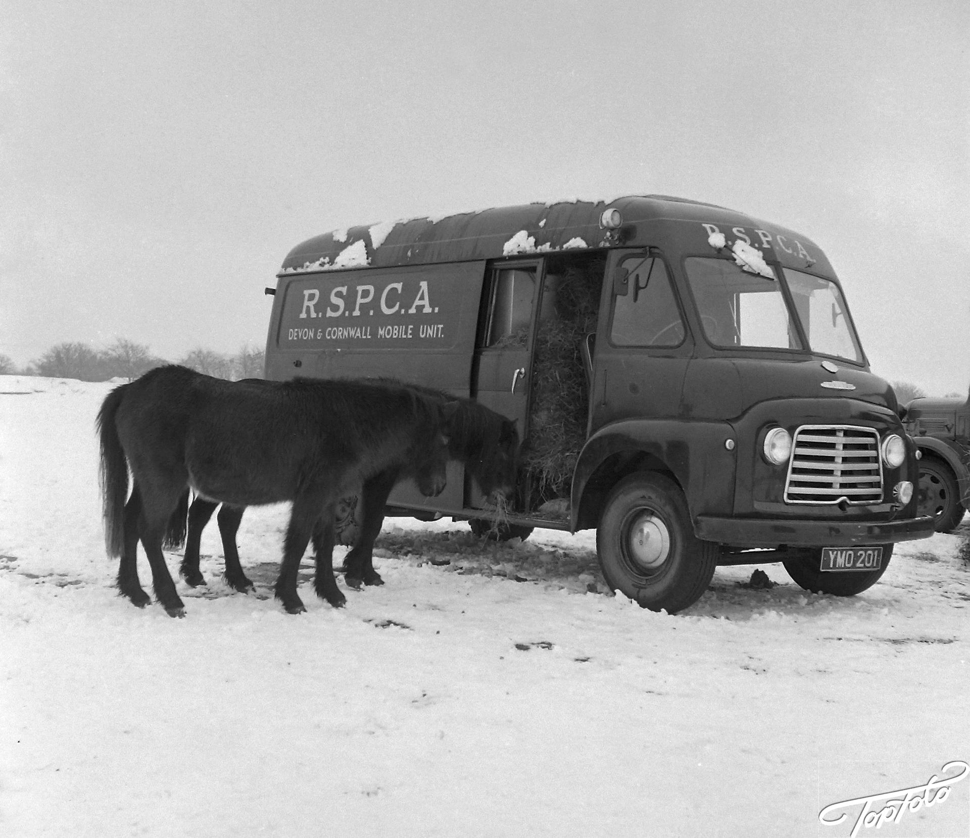 5 JANUARY 1963 A MOBILE RSPCA VAN FEEDS STARVING DARTMOOR PONIES AFTER HEAVY SNOW AND PROLONGED COLD WEATHER HAS CAUSED A CRISIS IN THE REMOTE REGIONS OF BRITAIN. YALVERTON, DEVON, ENGLAND.